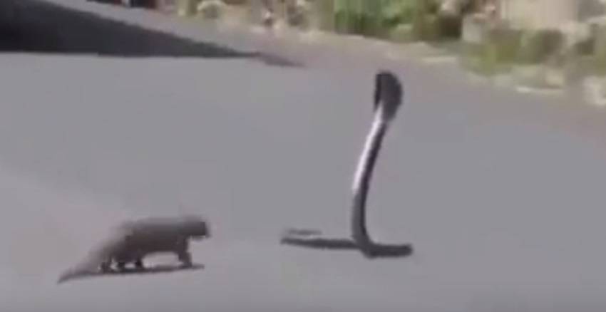 بالفيديو: شاهد ماذا فعل هذا الحيوان بثعبان الكوبرا الخطير!