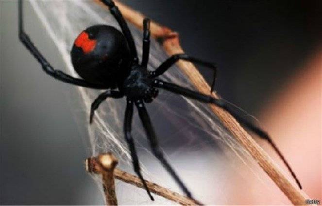عنكبوت سام يلدغ رجلا أستراليا في عضوه الذكري للمرة الثانية