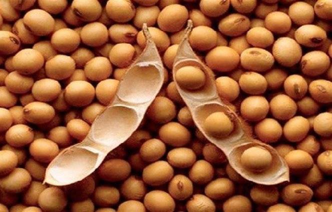 ما علاقة فول الصويا بسرطان الثدي؟