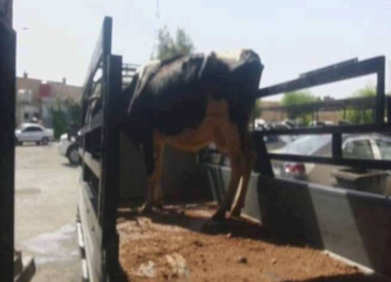 بالصورة : مسلحو المعارضة السورية ينقلون ذخائر داخل بقرة !؟