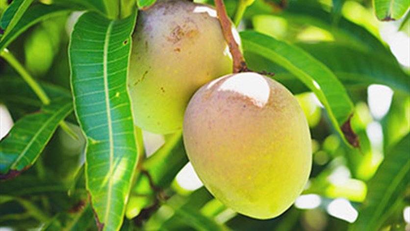 إليكم فوائد أوراق المانغو المذهلة لمرضى السكري