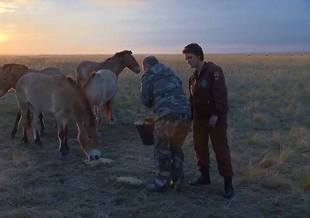 بالفيديو.. بوتين يطعم الخيول