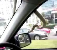 بالصور: نجل الوزير اللبناني ... ينجو من لسعة افعى داخل سيارته
