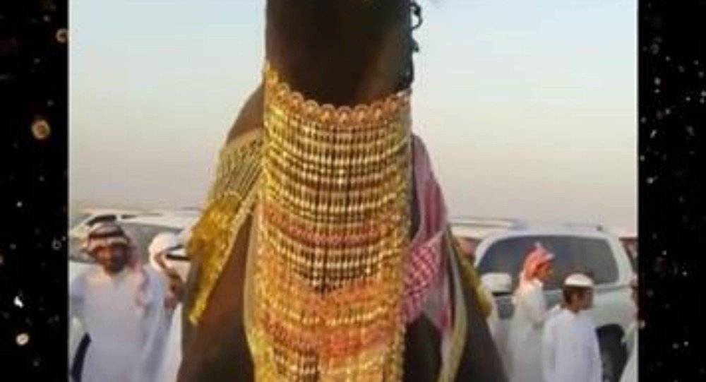 بالفيديو.. قدم 4 كيلو ذهب مهرا لناقته