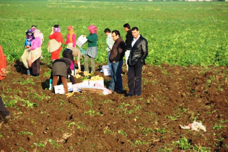 الحايك: لوضع حد لاستيراد البطاطا المصرية والتعويض على المزارعين