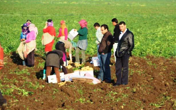 الحايك : لوضع حدّ لاستيراد البطاطا المصريّة
والتعويض على المزارعين