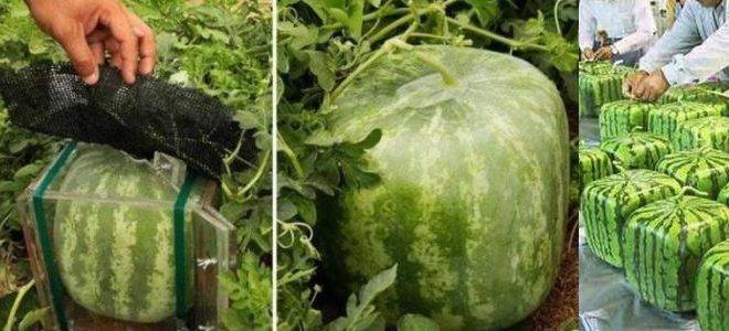 كيف يمكنك زراعة البطيخ على شكل مكعب فى المنزل
