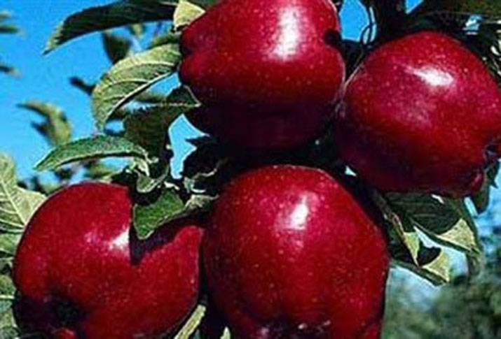 حملة لمراقبة أسعار التفاح