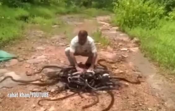 بالفيديو.. حارس يضع نفسه بين مئات الأفاعي!