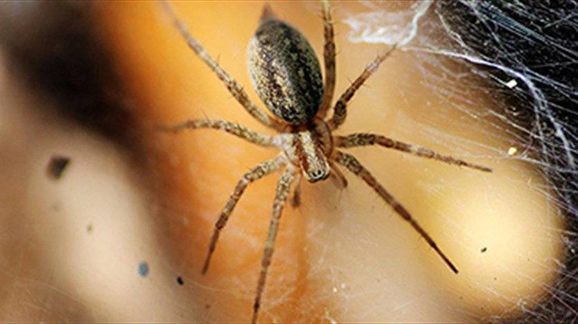 3 طرق طبيعيّة لطرد العناكب من المنزل