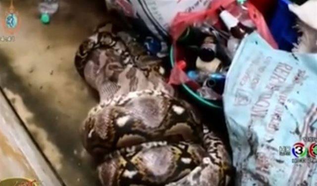 بالفيديو: أفعى ضخمة تلتهم كلباً تحت أنظار صاحبته