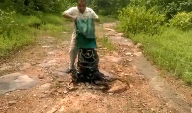 بالفيديو: رجل يطلق 300 أفعى في إحدى الحدائق!