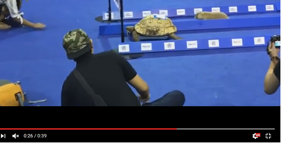 شاهد بالفيديو...السلحفاة بالفعل تسبق الأرنب