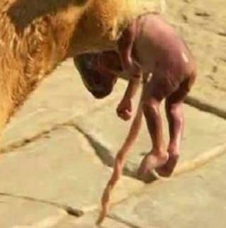 بالصور: كلب "جائع" وجد طفلاً حديث الولادة بالشارع.. فماذا فعل؟