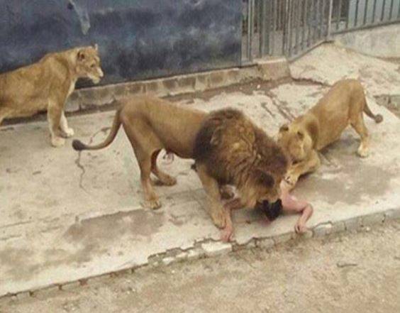 ألقى بنفسه بقفصٍ للأسود الجائعة.. هذا ما حصل!