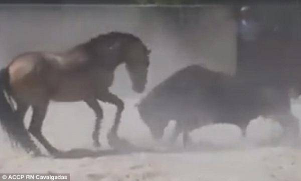 بالفيديو.. مواجهة طاحنة بين حصان وثور هائج