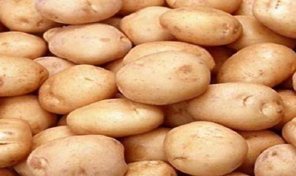 بعد ازمة مزارعي التفاح جاء دور مزارعي البطاطا