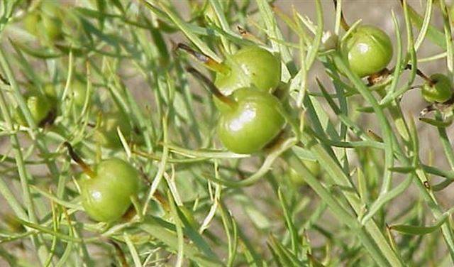 تناول هذه النبتة للتخلص من أوجاع "الصداع النصفي"