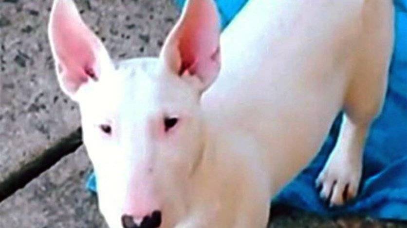 بالصورة: كلب لديه 5 وشوم... يثير الضجة عبر مواقع التواصل الاجتماعي