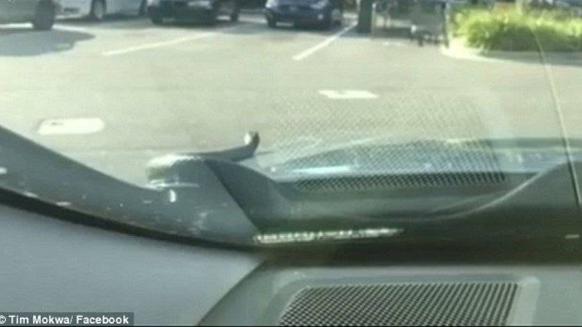 بالفيديو: لحظة ذعر... ثعبان طوله 182 سنتمتراً ينقض على سيارة!!