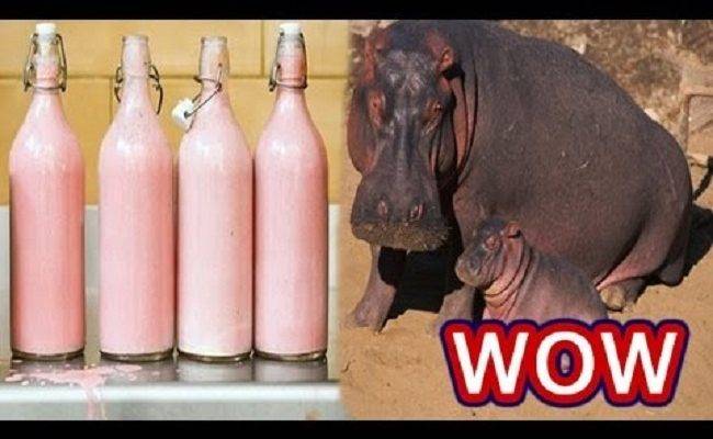 على خلاف الكائنات الأخرى.. حليب فرس النهر وردي اللون، لماذا؟