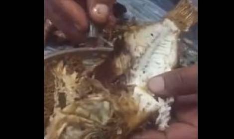 بالفيديو.. علام عثر خليجي داخل سمكة اشتراها من مطعم شهير ؟