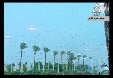 فيديو- مراسل تلفزيوني: هطول الأمطار تأييدٌ من الله لمؤتمر الشباب برعاية السيسي