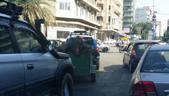 بالصور.. خنازير برية في الأشرفية!