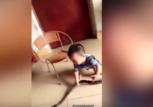 بالفيديو.. طفل يلعب مع أفعى تسللت إلى منزله