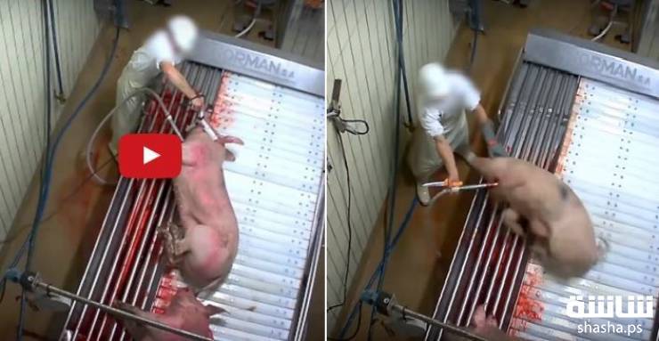 بالفيديو: مشاهد مرعبة لتقطيع الخنازير حية بعد صعقها بالكهرباء!