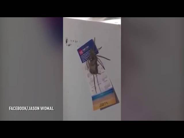 بالفيديو.. لقطات غريبة لعنكبوت ضخم يأكل فأرا