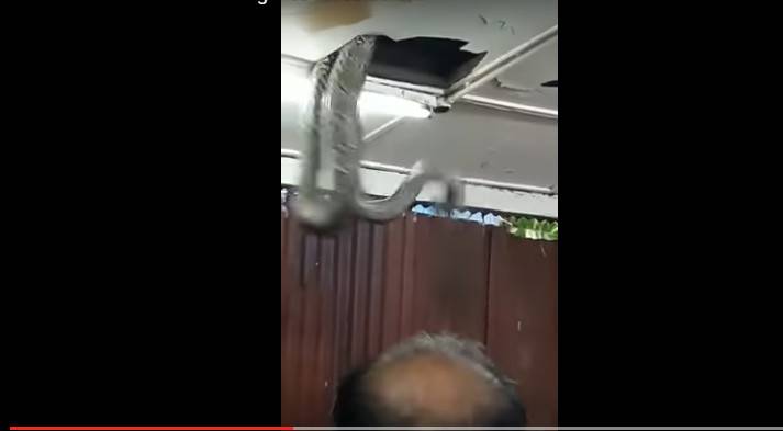 بالفيديو.. أفعى عملاقة ترعب زبائن أحد المطاعم