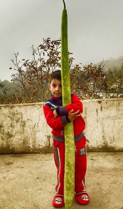 بالصورة: حبة 
