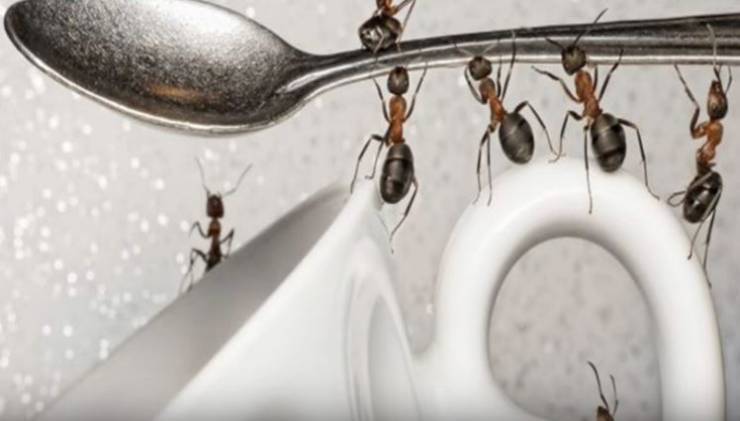 بالفيديو: تخلصوا من النمل نهائيا بطرق طبيعية.. ولن تعود إلى المنزل مرة أخرى!!