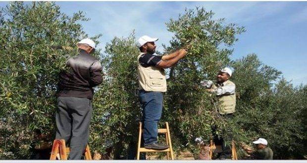 بعد التفاح والموز والكرز.. جاء دور مزارعو الزيتون