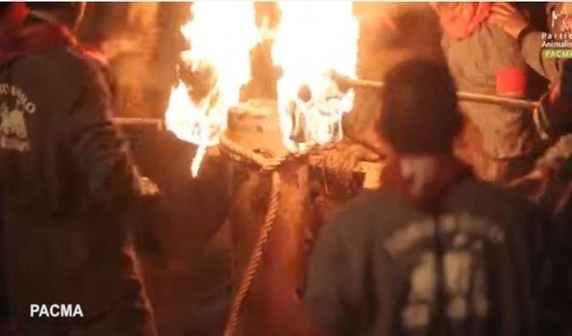 بالفيديو.. طقوس وحشية لتعذيب الثيران في إسبانيا