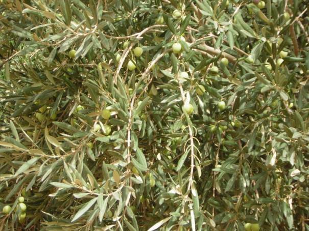في بستان الزيتون أصيب يوسف برصاصة.. إليكم ما حدث