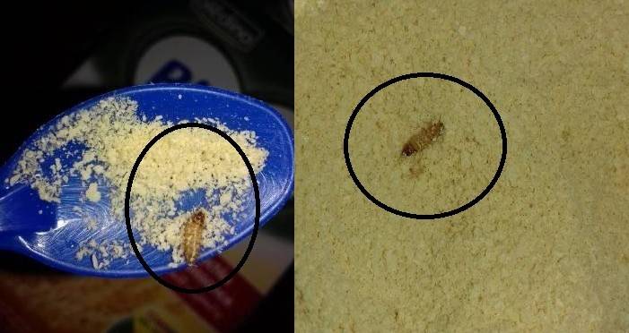بالفيديو: فضيحة غذائيّة جديدة.. هذا ما وجدته 