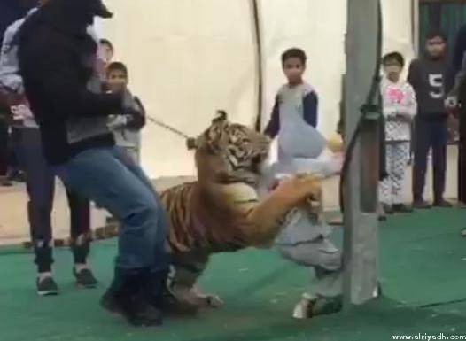 فيديو.. نمر يهجم على طفلة سعودية في سكاكا