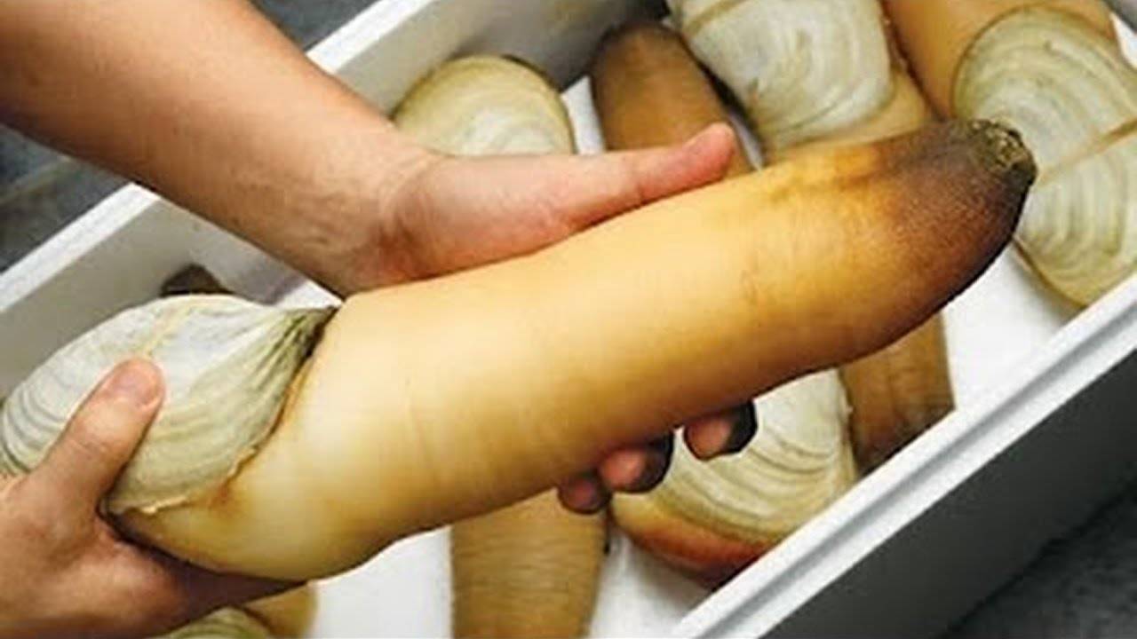 هل تعلم ما هذا المخلوق البحري العجيب؟ اكتشف العديد من الحقائق المذهلة عنه “فيديو”