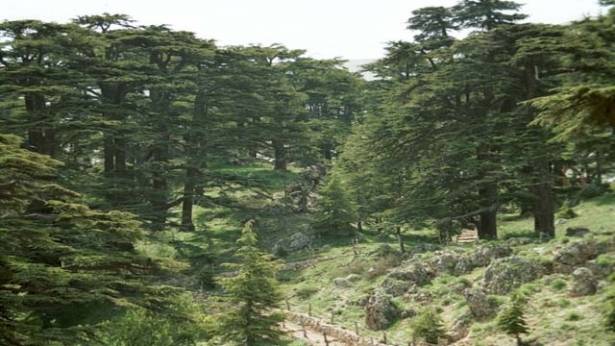 زرع 500 شتلة من الأشجار المحلية في بشري بدعم من وزارة الشؤون وبرنامج الأمم المتحدة الإنمائي