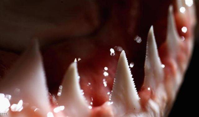 اصطاد قرشا فتعرض لعقاب 