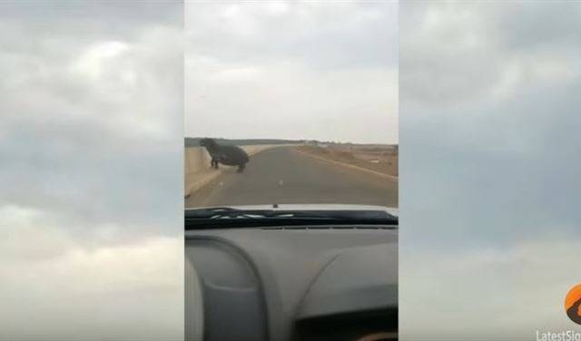 بالفيديو.. فرس النهر يهاجم سائقاً في صدمة رعب