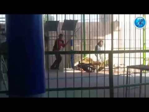 بالفيديو- لحظة هجوم ثلاثة أسود على مدربهم في الإسكندرية