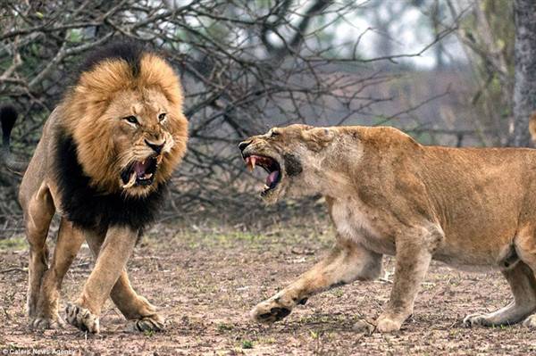 بالفيديو.. أنثى أسد تكسر ناب ذكر في مشاجرة عنيفة