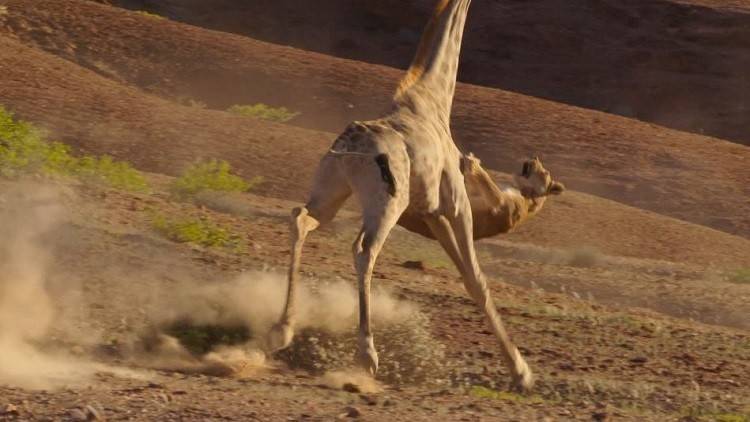 بالفيديو معركة حياة أو موت بين لبؤة وزرافة