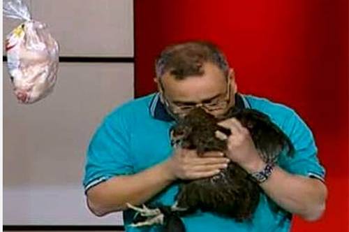 بالفيديو.. مذيع شهير يحضن دجاجة ويُقبلها على الهواء!