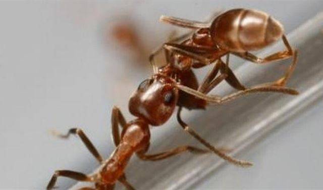 هل قبلات النمل كدموع التماسيح؟