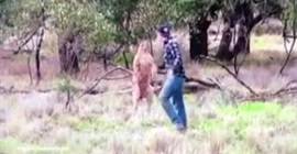 بالفيديو.. رجل يلاكم كنغرا حاول الاستيلاء على كلبه!!