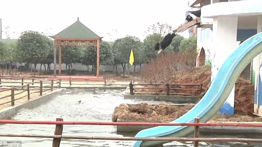 بالفيديو: عرض فريد من نوعه... خنازير تطير!